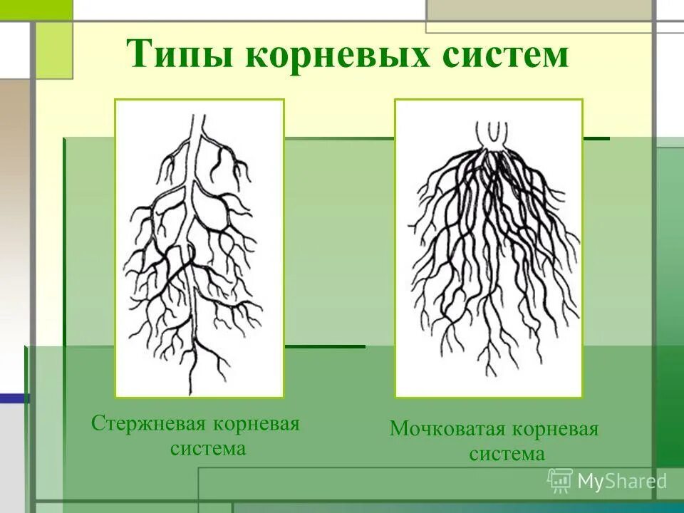 Корень и корневая система 6 класс биология. Корневая и мочковатая корневая система. Корневая система стержневого типа. Мочковатая корневая система это в биологии 6 класс. Корневая система 6 класс биология.