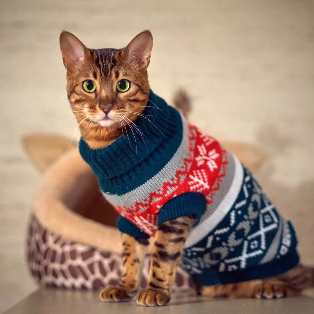 Кот в одежде. Одежда для кошек. кот в свитере. свитер для кошки.