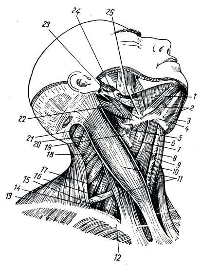 Мышцы шеи вид сбоку анатомия. Анатомия баммес мышцы шеи. Поверхностные мышцы шеи вид сзади. Мышцы шеи рыжкин. Мышцы шеи рисунок.