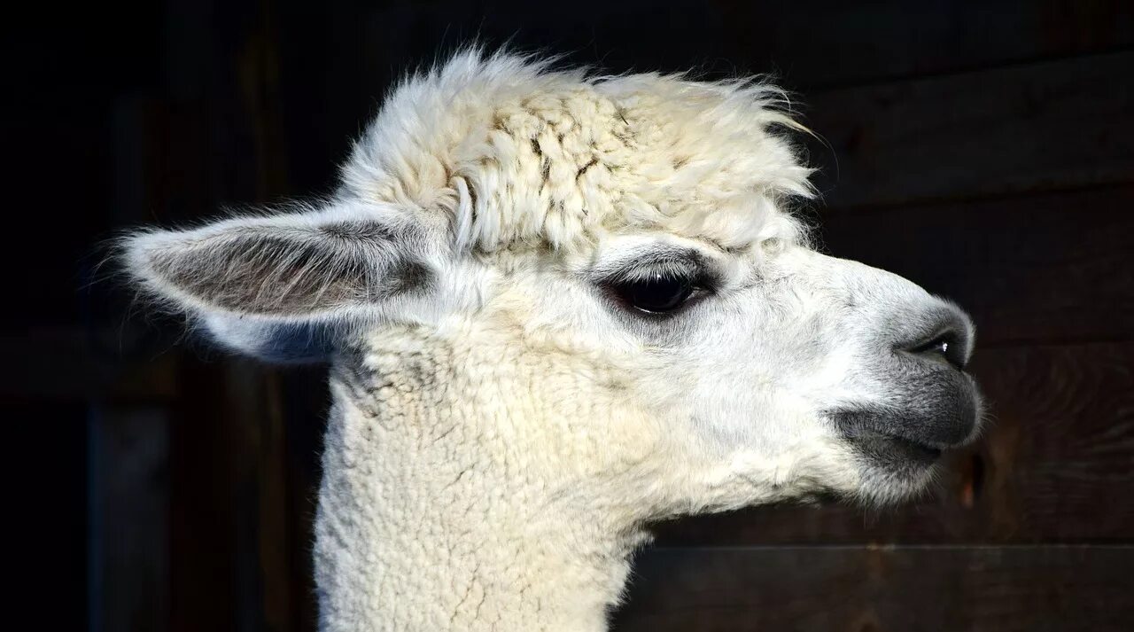 Лама lama. Альпака белая. альпака альбинос. гуанако голова ламы. лама животное.