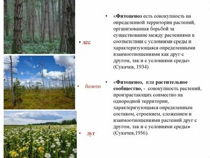 Общий вид растения это