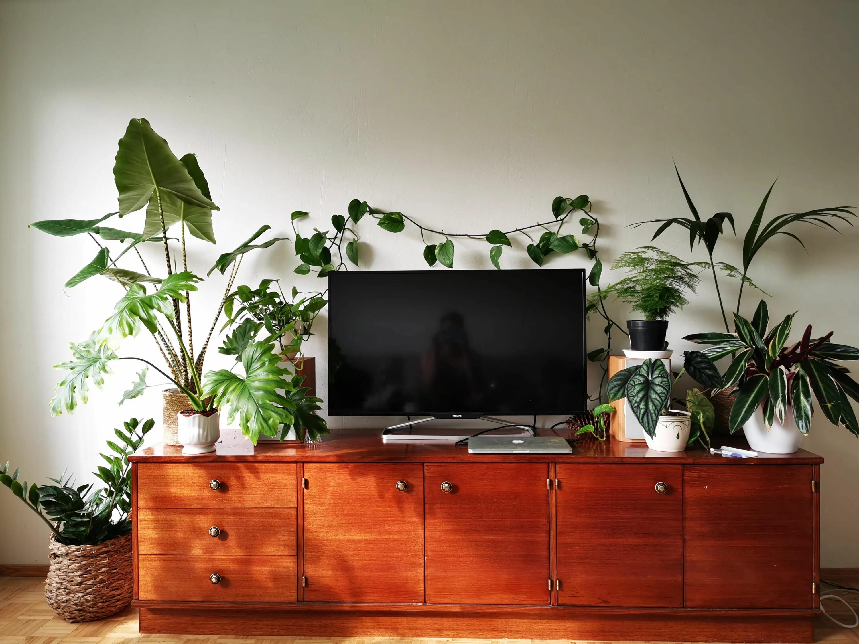 Растения над телевизором. Телевизор и комнатные растения. Полки с растениями у телевизора. Цветы в телевизоре. Plants tv