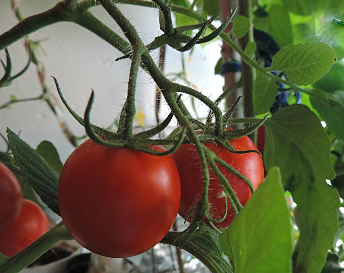 Семена томатов для балкона. Томат Экватор f1. Томат блиц f1 "урожай на окне". Томат царь балкон f1. Семена томата Экватор.