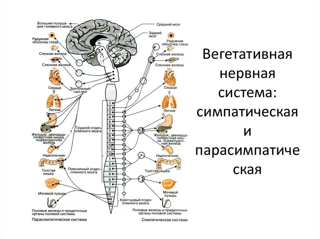 Парасимпатическая вегетативная нервная система функции. Центры парасимпатической вегетативной нервной системы. Вегетативная нервная система схема спинного мозга. Нервная система человека схема симпатическая и парасимпатическая. Вегетативная автономная нервная система функции.