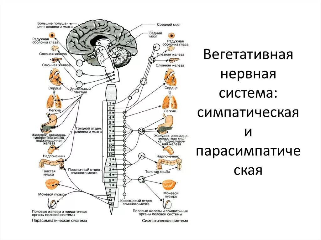 Функции выполняет симпатический отдел нервной системы. Центры парасимпатической вегетативной нервной системы. Вегетативная нервная система схема спинного мозга. Нервная система человека схема симпатическая и парасимпатическая. Вегетативная автономная нервная система функции.