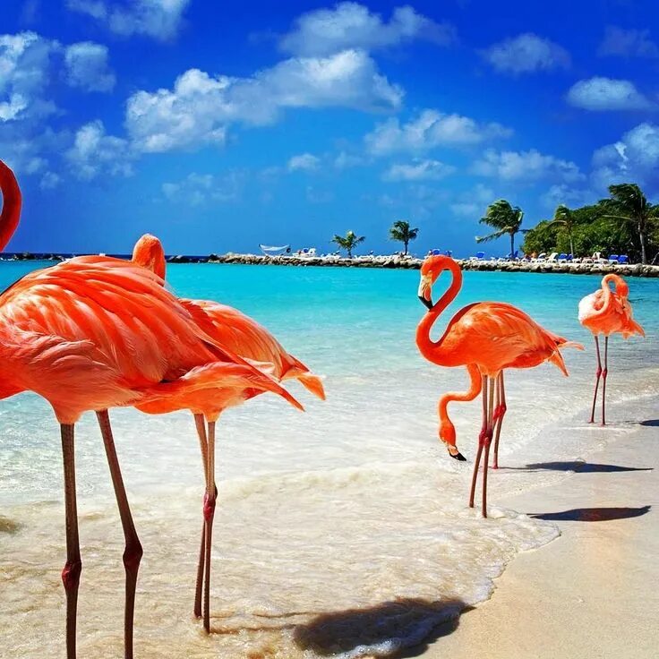 Доминиканская республика аруба. Кайо Коко. Кайо Коко Фламинго. Кайо Коко розовые Фламинго. Куба Кайо Коко.