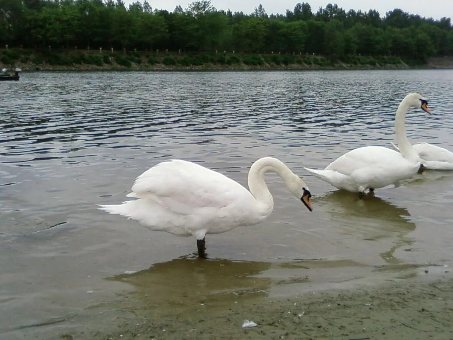 Озеро лебедь Калининград. Озеро Лебединое ЕАО. Озеро Лебединое Ишимбай. Два лебедя.