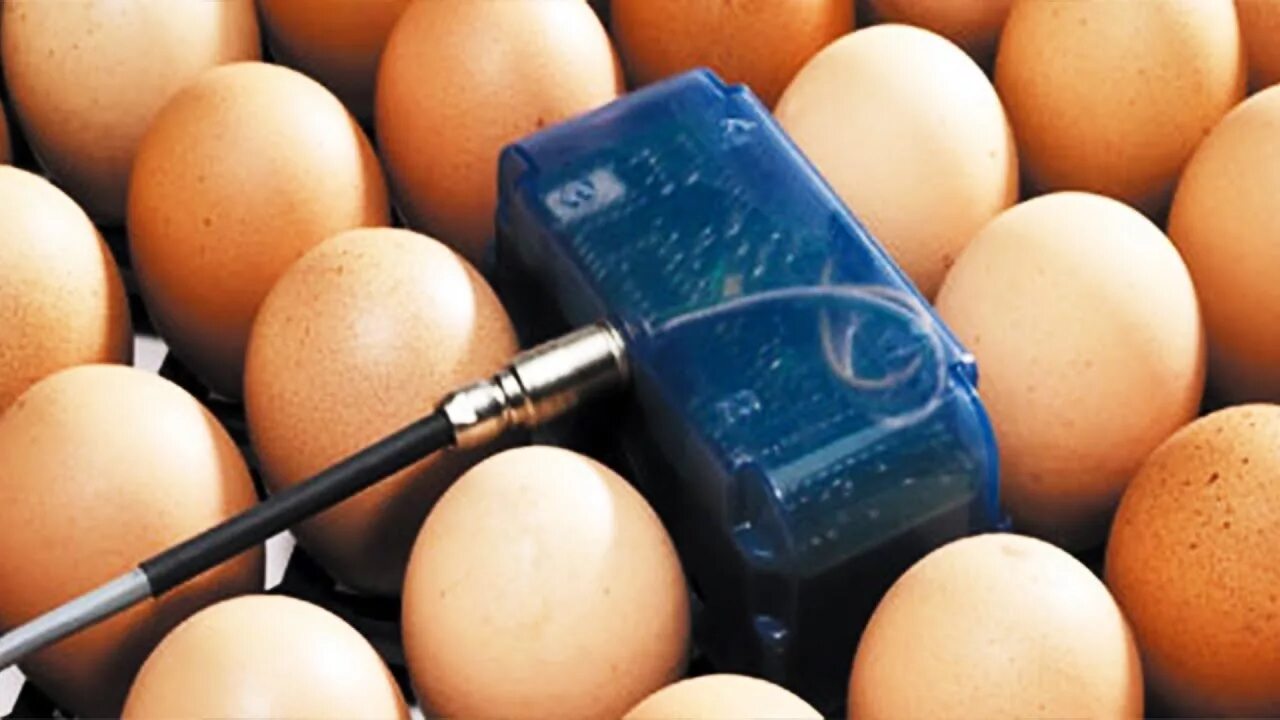 Датчик температуры на яйцо в инкубаторе. Термометр на яйцо для инкубатора. Термодатчик на яйцо для инкубатора. Датчик на яйцо в инкубаторе