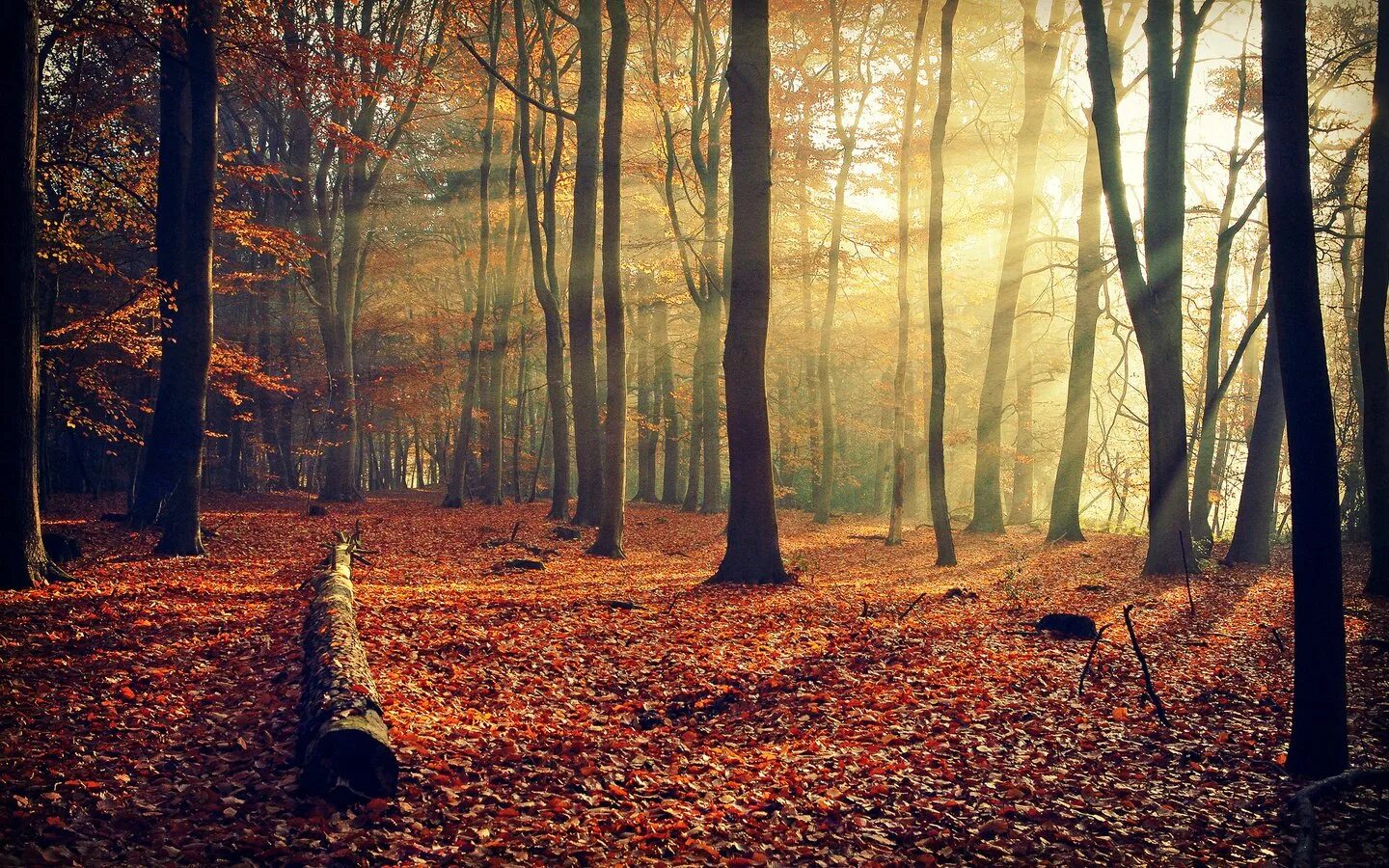 Fallen forest