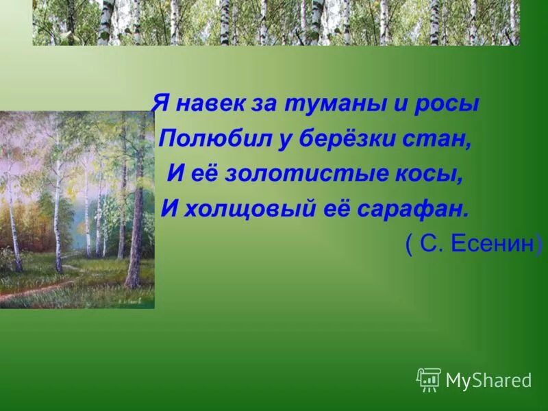 Стих я навек за туманы и росы. Стихи о Березе Есенин я навек за туманы. Есенин стих я навек за туманы и росы. Я навек за туманы и росы полюбил у Березки стан. Я навек за туманы и росы полюбил