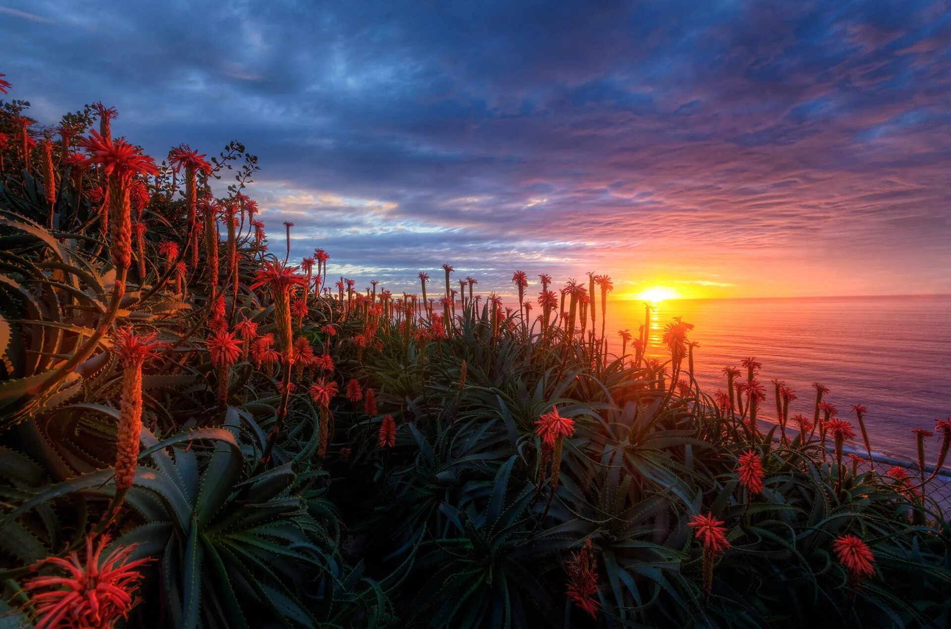 Flower sunset. Цветы на закате. Цветы и море. Морские цветы. Морской закат и цветы.