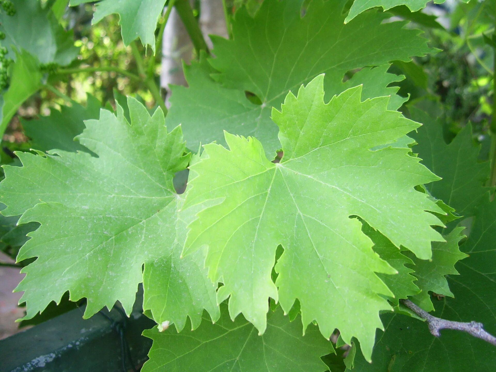 Edit free photo of Wine,leaves,vineyard,vine,wine leaves - needpix.com