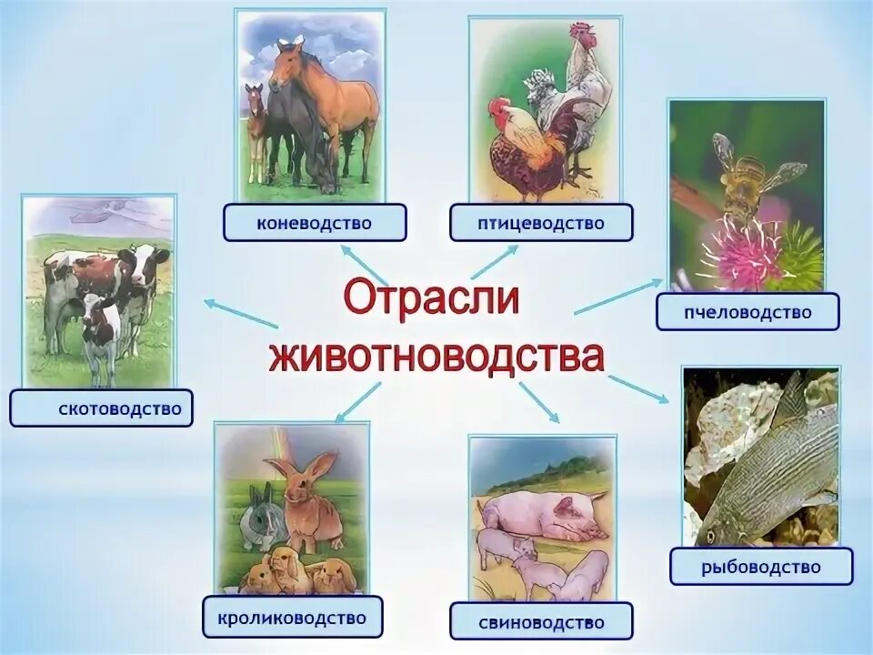 Животноводство презентация. Презентация на тему животноводство 3 класс. Отрасли животноводства. Отрасли животноводства 4 класс.