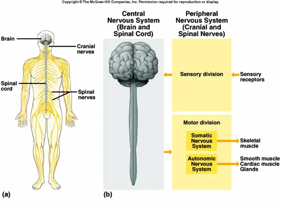 Two major. Нервная система. Central and peripheral nervous System. Центральная нервная система. Nervous System.