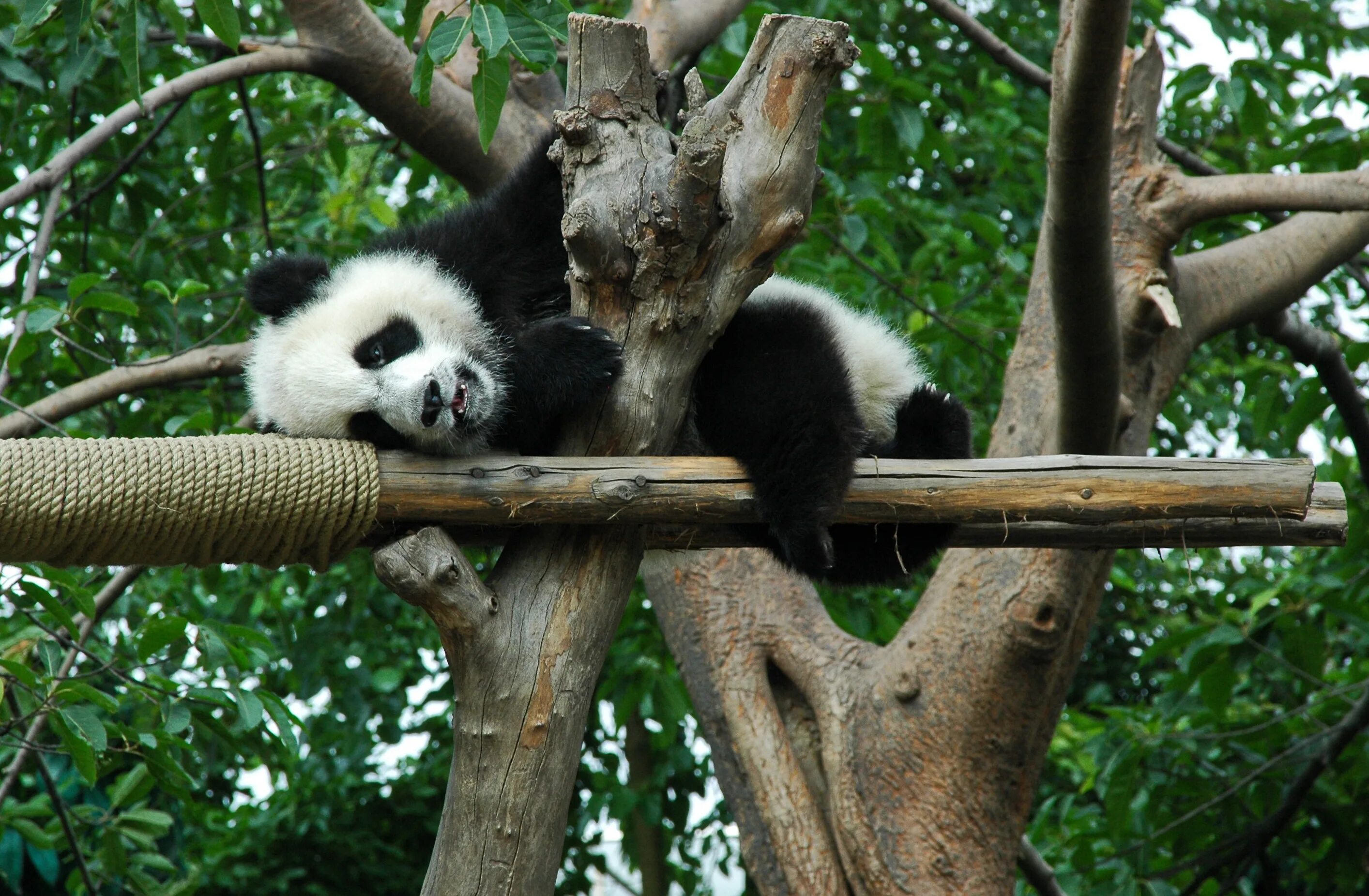 Фауна китая московский зоопарк. Большая Панда или бамбуковый медведь. Панды на дереве. Животный мир Китая. Панда в джунглях.