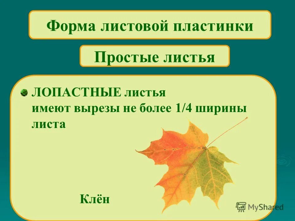 Внешнее строение листа клена. Отличие клена канадского от остролистного. Перисто рассеченные листья. Поэтапное рисование кленового листа. Лист клена в разных цветах.
