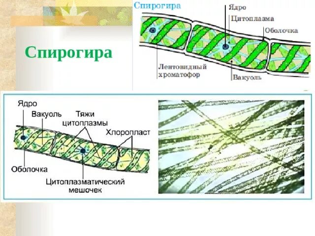 Клетка многоклеточных водорослей. Спирогира многоклеточная. Строение нитчатой водоросли спирогиры. Многоклеточная водоросль спирогира. Строение клетки таллома спирогиры.