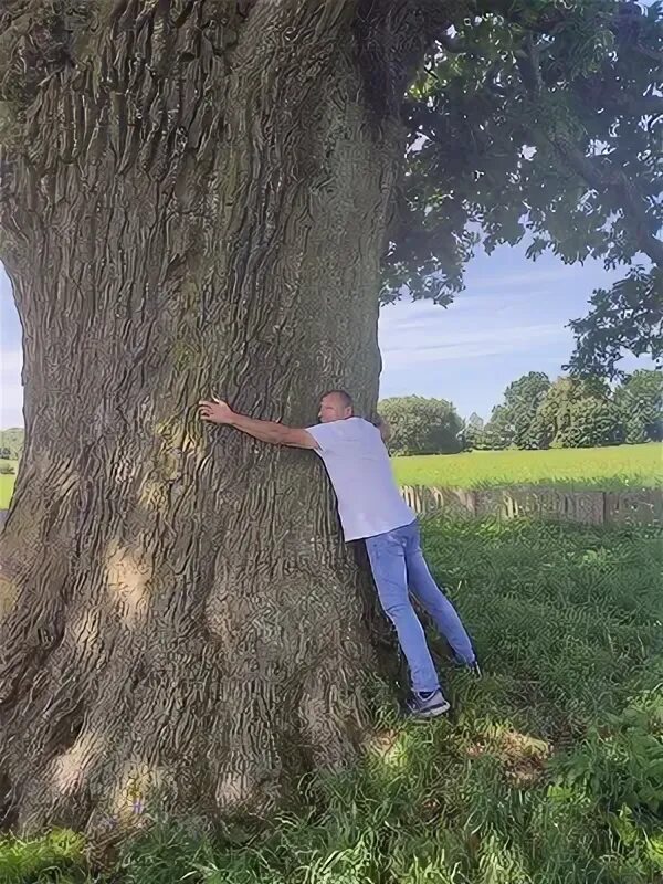 Дуб якуб. Дуб в несвиже. Дуб черешчатый дерево. Белорусский дуб из. Дуб якуб.