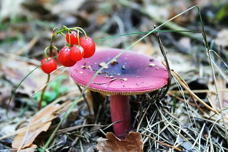 Опасные съедобные грибы. Съедобные грибы и ягоды. Опасные грибы и ягоды. Ядовитые грибы. Съедобные растения и грибы.