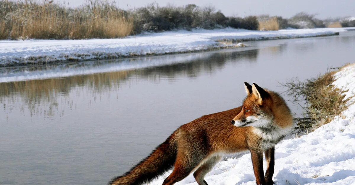 Лиса зимой. Обыкновенная лисица. Лиса в природе. Лиса бежит. Лисы и волки в природе