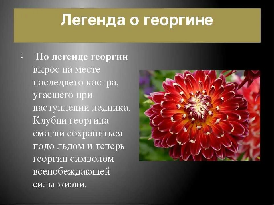 Цветы 2 раза в год. Георгин карма ШОК. Георгин Легенда о цветке. Легенды об осенних цветах. Поверья и легенды об осенних цветах.