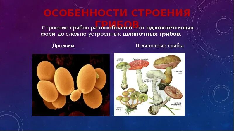 Оборудование для исследования строения опенка