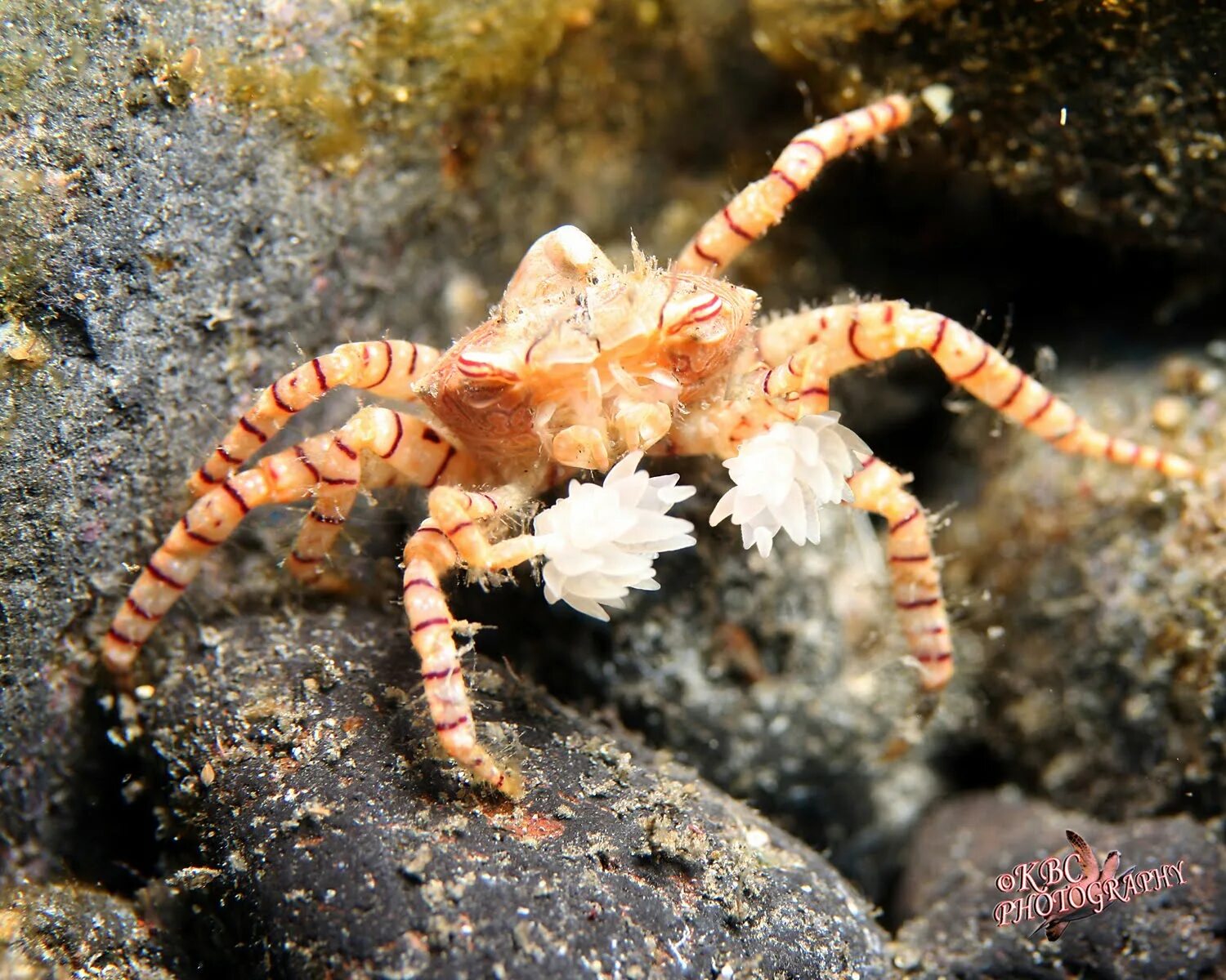 Кошки краба. Пом-пом краб (Lybia tesselata). Краб отшельник симбиоз. Краб и актиния. Lybia tesselata.