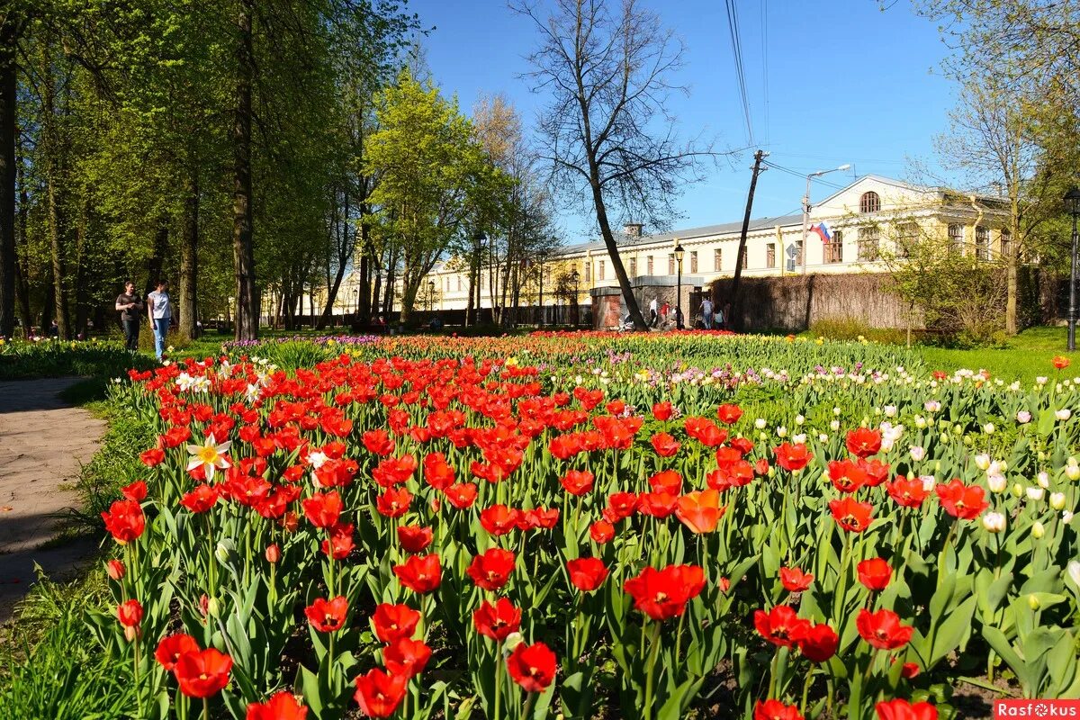 Колпино Горсад. Колпино городской парк. Городской сад Колпино. Колпино городской сад тюльпаны