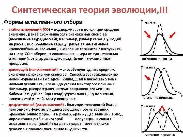 Исходным материалом для естественного отбора служит. Синтетическая теория эволюции формы естественного отбора. формы естественного отбора по стэ. движущий отбор стабилизирующий отбор дизруптивный отбор таблица. формы естественного отбора по синтетической теории эволюции.