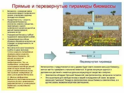 Обладает большей биомассой чем