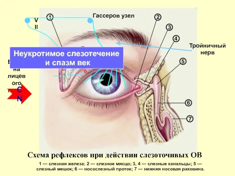 Как прочистить слезные каналы. Слезный проток мешок канальца. Носослезный мешок анатомия. Слезная железа и слезный мешок.