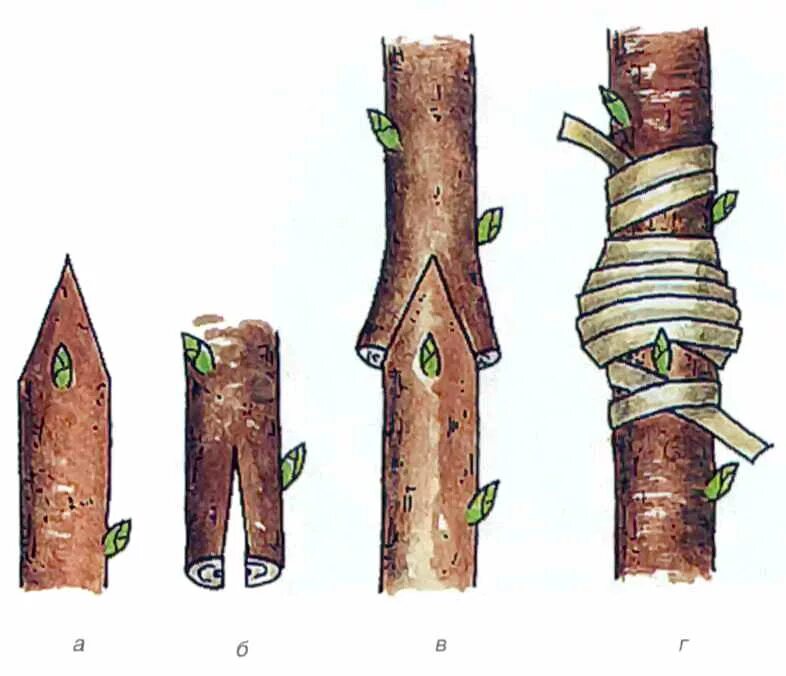 Размножение глазком. Прививка подвой привой. Привой подвой окулировка. Прививка черенком привой подвой. Прививка яблони камбий.