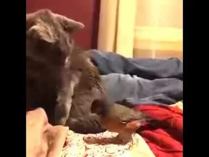 Кошки новое видео