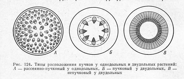 Строение однодольного и двудольного стебля. Анатомическое строение стебля однодольных растений. первичное строение стебля однодольных растений. строение стебля двудольных растений. схемы строения стеблей однодольных и двудольных растений.