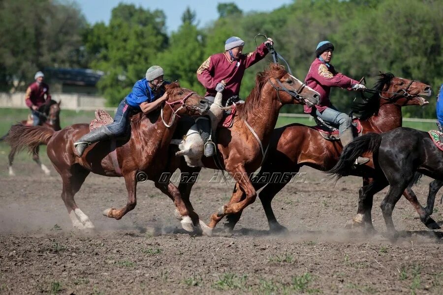 Кокпар. Казахские национальные виды спорта. Национальные виды конного спорта. Кокпар фото. Ұлттық ойындар түрлері