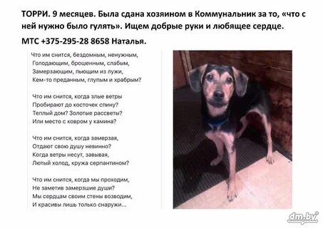 Тексты отдам щенков