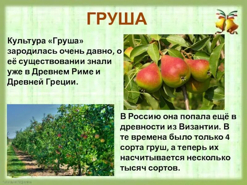 Стихотворение груша. Доклад про грушу. презентация растения сада груша. культурные растения груша. груша для презентации.