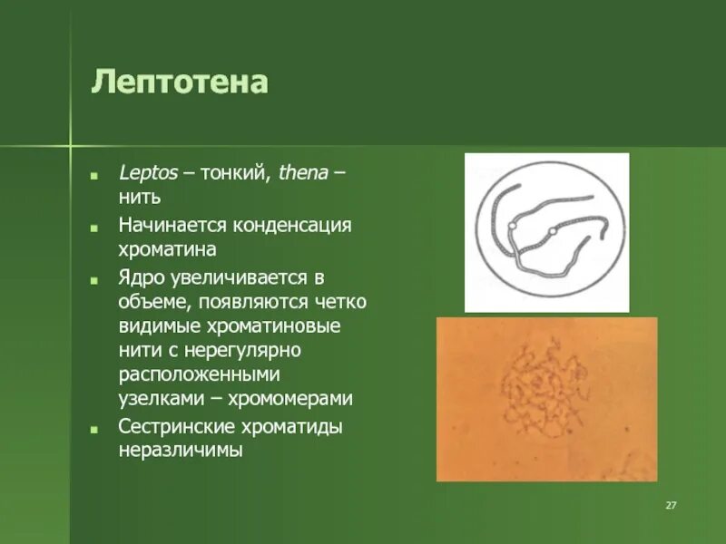 Лептотена. Зиготена пахитена. Лептотена картинки. Профаза 1 мейоза лептотена зиготена.