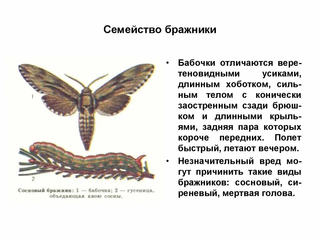 Семейство бражники. Мотылек и Бражник отличия. Строение БРАЖНИКА. Классификация бабочек.