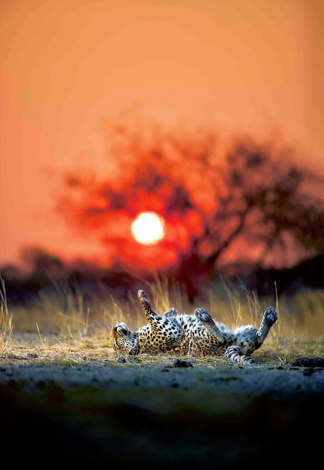 Леопард на дереве. Ягуар хищник. Леопард на закате. Картинки на рабочий стол леопард. Леопард на солнце.