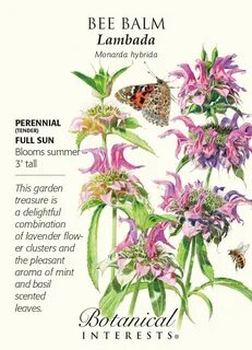Lambada Bee Balm Seeds - 50 mg - Monarda