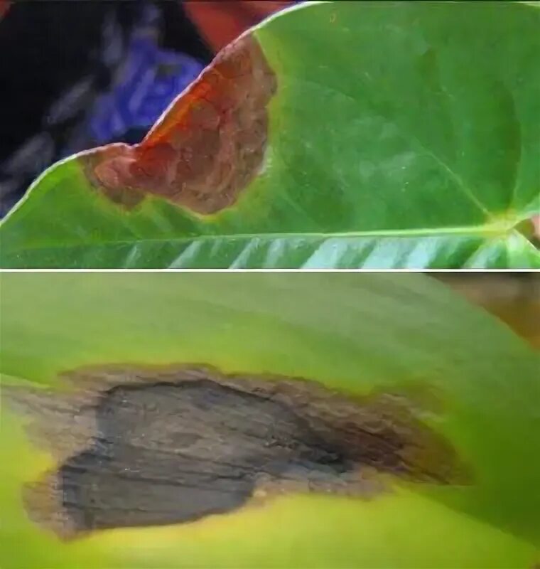 Филлостиктоз (бурая пятнистость). Бурая пятнистость бурая пятнистость. Листья яблони скручиваются. Почему листья бурые. Цветок циссус березка болезни.