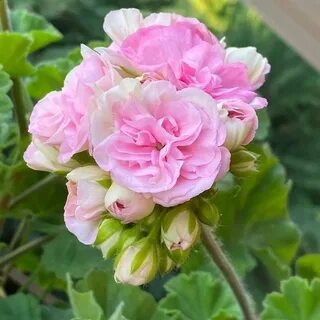 Пеларгония купидон