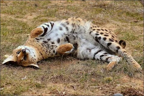 Самое крупное кошачье в африке