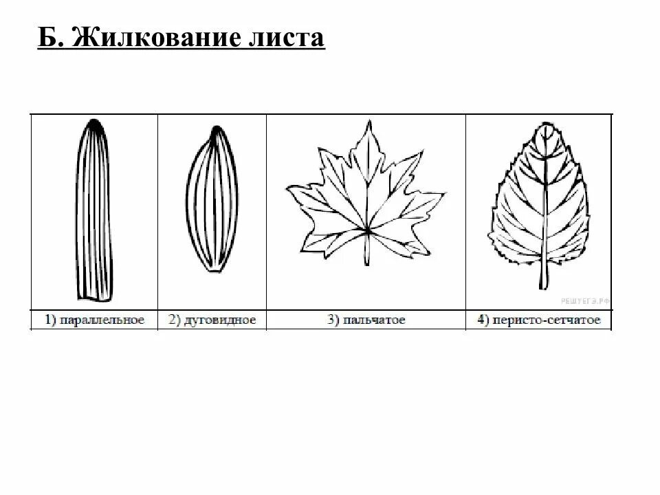 Тип листа и его изображение. Сетчатое жилкование листовой пластинки у. перистое и пальчатое жилкование листьев. пальчатое жилкование листа. пальчатое жилкование листьев.