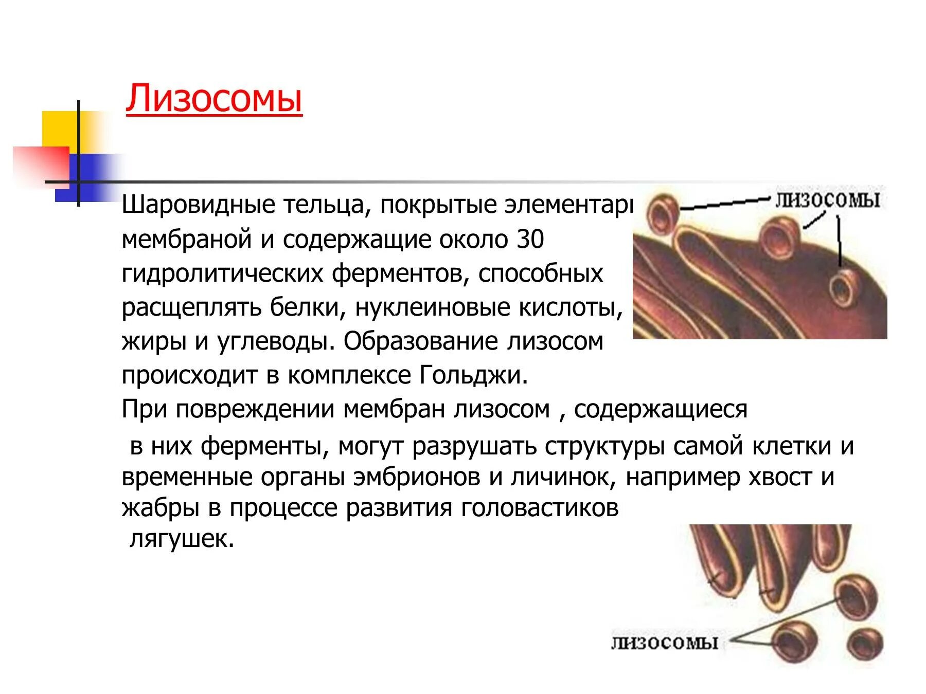 Гольджи ферменты. Лизосомы шаровидные тельца. Образование ферментов лизосом происходит в. Формирование лизосом. В лизосомах происходит процесс.