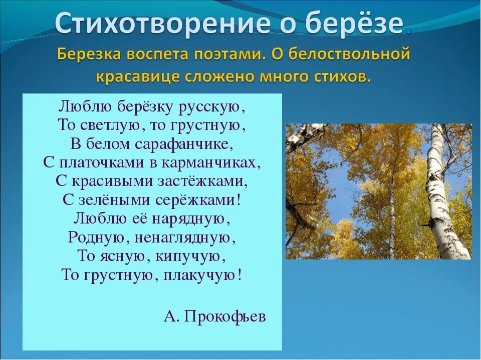 Стих березка. Прокофьев стих про березу. Люблю березку русскую стихотворение. Стихи о берёзе русских поэтов. Стих люблю березку.