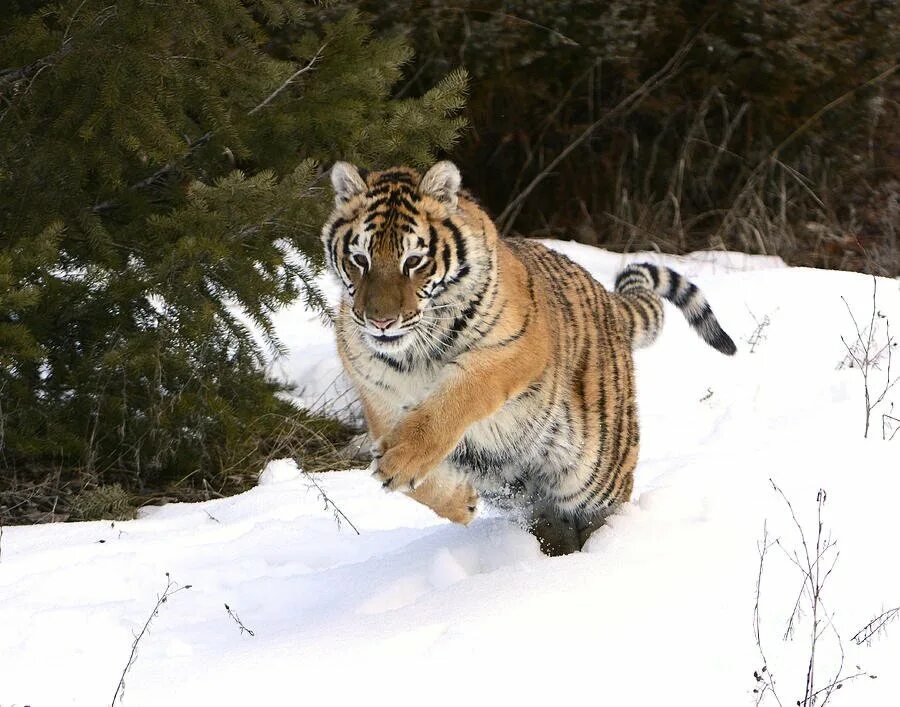Tiger hunting