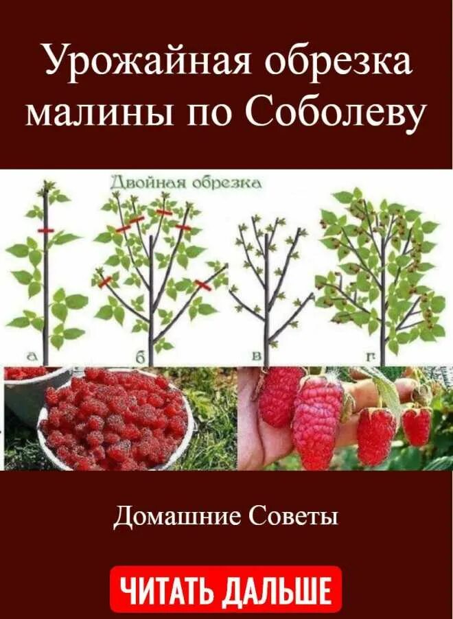 Обрезка малины по соболеву. Метод Соболева на ремонтантной Малине. Малина дерево Таруса обрезка. Формирование малины по Соболеву.