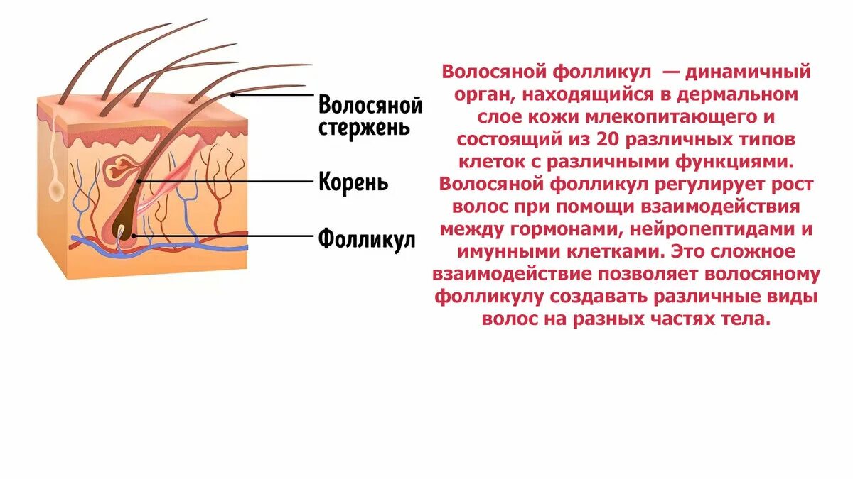 Слои корня волос. Волосяной фолликул. Волосяной фолликул состоит из. Схема волосяного фолликула. Волосяная луковица.